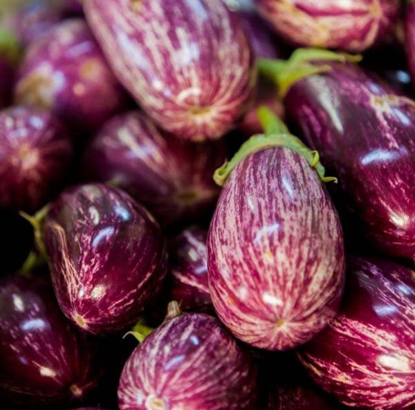 Brinjal बैंगन
