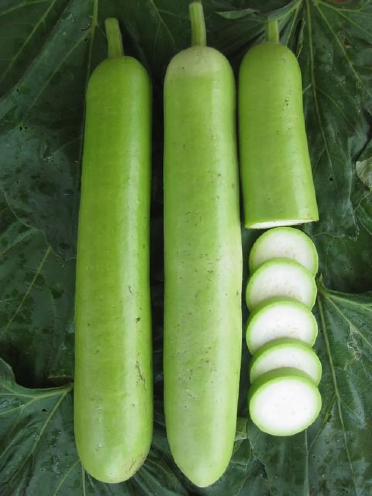 Bottle Gourd लौकी