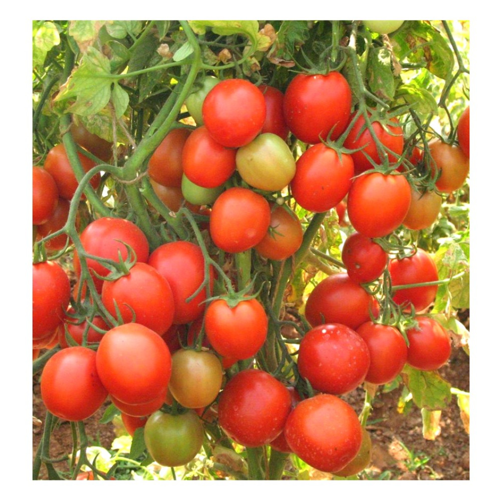 Tomato Desi टमाटर देसी
